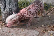 Điểm những chú chó “quái thai”, đột biến gây xôn xao nhất