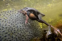 Bất ngờ cảnh ếch giao phối tình tứ, mùi mẫn dưới nước