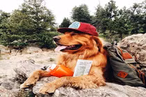 Cuộc phiêu lưu kỳ thú của chú chó vui vẻ 