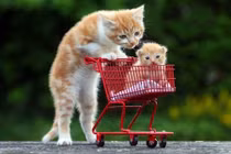 Chết mê những con mèo đáng yêu nhất thế giới (1)