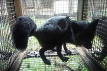 “Đau tim” cảnh ghê rợn trong trại chăn chồn và cáo lấy lông