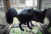 “Đau tim” cảnh ghê rợn trong trại chăn chồn và cáo lấy lông