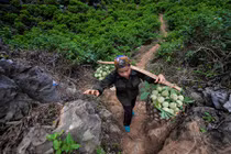 Gian nan nghề trồng na trên núi đá