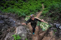 Gian nan nghề trồng na trên núi đá