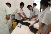 Trăn khổng lồ ra sức đấu với máy xúc và kết đắng