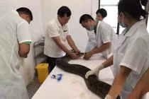 Trăn khổng lồ ra sức đấu với máy xúc và kết đắng