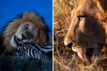 Cận cảnh cuộc sống đẫm máu của vua sư tử
