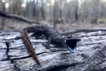 Tắc kè hung hãn phun chất lỏng hôi thối tấn công người