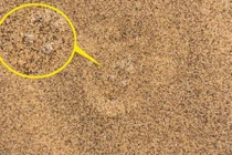 Hình ảnh chứng minh động vật là bậc thầy ngụy trang