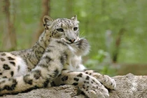 Báo tuyết và thói quen cắn đuôi siêu đáng yêu