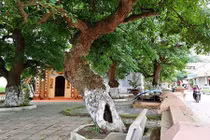 Bí mật về bốn “cụ cây”, đại gia trả 8 tỉ không bán