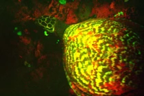 Phát hiện rùa đồi mồi phát sáng lần đầu tiên siêu hiếm