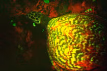 Phát hiện rùa đồi mồi phát sáng lần đầu tiên siêu hiếm