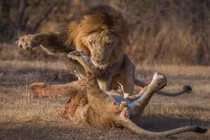 Sư tử đực thể hiện quyền uy trừng phạt kẻ nổi loạn