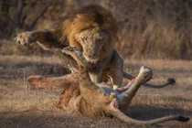 Sư tử đực thể hiện quyền uy trừng phạt kẻ nổi loạn