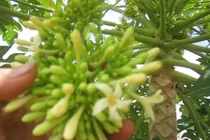 Thần dược ngừa ung thư lại giúp trị bách bệnh, ai cũng nên biết