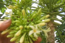 Thần dược ngừa ung thư lại giúp trị bách bệnh, ai cũng nên biết