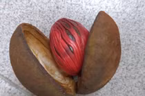 Rợn người quả nhìn như con mắt của ác quỷ, ăn nhiều sinh ra...