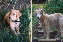 Tình bạn kỳ lạ đến cuối đời giữa người và động vật