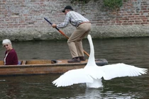 Những màn động vật phá bĩnh con người hài hước 