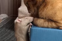 Từ kẻ thù truyền kiếp, mèo và chuột lại yêu nhau thế này đây