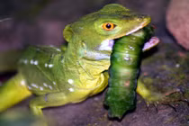 Kinh hoàng những màn săn giết của thằn lằn 