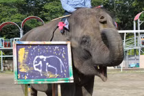 Kinh ngạc trước chân dung tự họa của voi ở Nhật Bản 