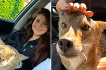 Nhận nuôi chó lang thang, "té ngửa" phát hiện "thân thế" thật sự