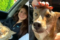 Nhận nuôi chó lang thang, "té ngửa" phát hiện "thân thế" thật sự