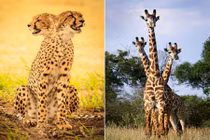 "Dụi đỏ mắt" soi ảnh trùng hợp khiến động vật "quái dị"