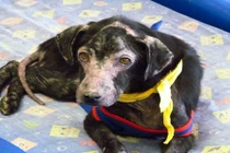 Kỳ lạ chú chó dị ứng với con người