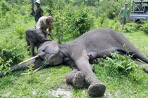 Khoảnh khắc cảm động voi con thống thiết lay mẹ dậy sau tai nạn 