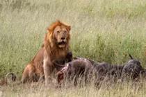 Cận cảnh sư tử phân biệt giai cấp khi phân mồi