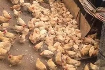 Hơn 300 con gà đau tim chết sạch vì... hãi hùng thứ tiếng này