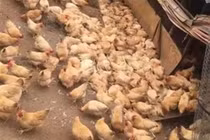 Hơn 300 con gà đau tim chết sạch vì... hãi hùng thứ tiếng này
