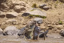 Kinh dị cảnh cá sấu khổng lồ “chặt đầu” linh dương 