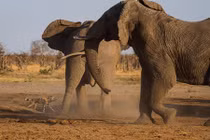 Kịch tính cảnh chó hoang đọ trí với đàn voi khổng lồ