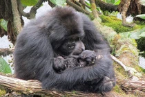 Ảnh khỉ đột núi song sinh cực hiếm quấn mẹ không rời