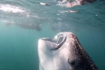 Đây chính là hàm cá mập lớn nhất thế giới 