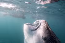 Đây chính là hàm cá mập lớn nhất thế giới 