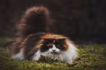 Vẻ đáng yêu khó rời mắt của những chú mèo bông xù 