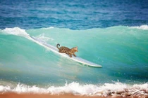 Simba cô mèo tinh nghịch yêu thích thể thao 