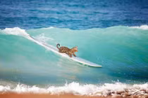 Simba cô mèo tinh nghịch yêu thích thể thao 