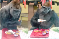 Khỉ đột bảnh bao "vứt" hết hình tượng vì điều không ngờ