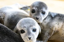 "Khóc hết nước mắt" ngắm ảnh hải cẩu mồ côi