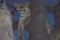 Cảnh lẩn trốn khỏi đàn sư tử khát máu của báo đốm