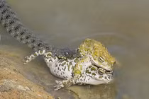 Đôi ếch mải yêu đương, bị rắn tăm tia chết vẫn sững sờ