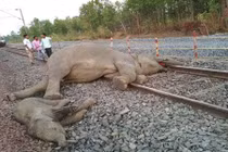 Gia đình voi khổng lồ chết bi thảm khi đụng độ tàu hỏa 