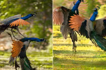 Công đực khoe sắc, cạnh tranh khốc liệt giành "yêu"