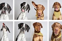 101 sắc thái cực yêu của những chú chó mồ côi 